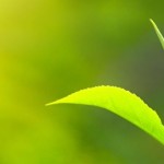 Matcha Informationen Pflanze Tee