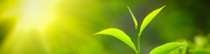 Matcha Informationen Pflanze Tee
