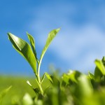 Matcha Tee Wirkung