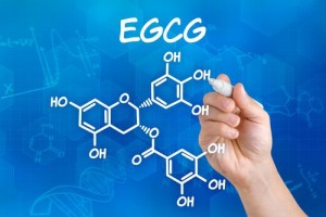 EGCG ein besonderer Inhaltsstoff in Matcha