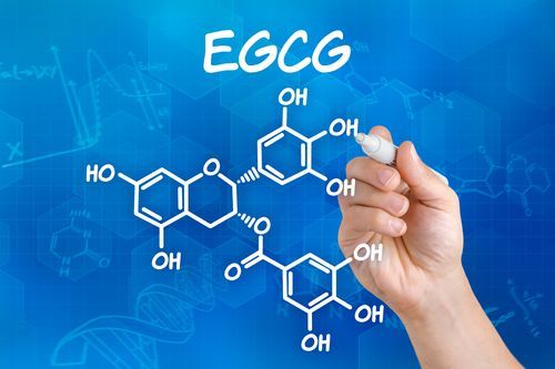 Studien über Matcha speziell zu EGCG Studien über Matcha speziell zu EGCG