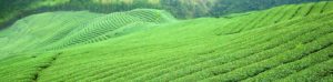grüner Tee aus japanischen Anbau