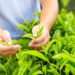 Ernte des japanischen Matcha Grüntees