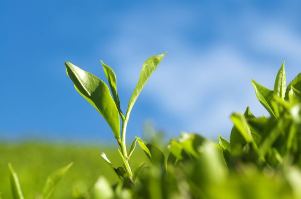 japanischer-grüner-tee-pflanze Matcha Grüntee aus Japan Pflanze mit Himmel